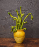 Figma SP-175 Sunflowers by Van Gogh