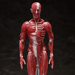 Figma SP-142 Human Anatomical Model