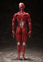 Figma SP-142 Human Anatomical Model