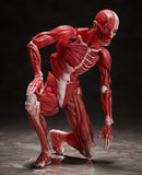 Figma SP-142 Human Anatomical Model