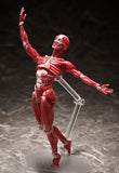 Figma SP-142 Human Anatomical Model