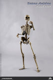 Coomodel The Human Skeleton (Diecast Alloy) 1/6 Scale
